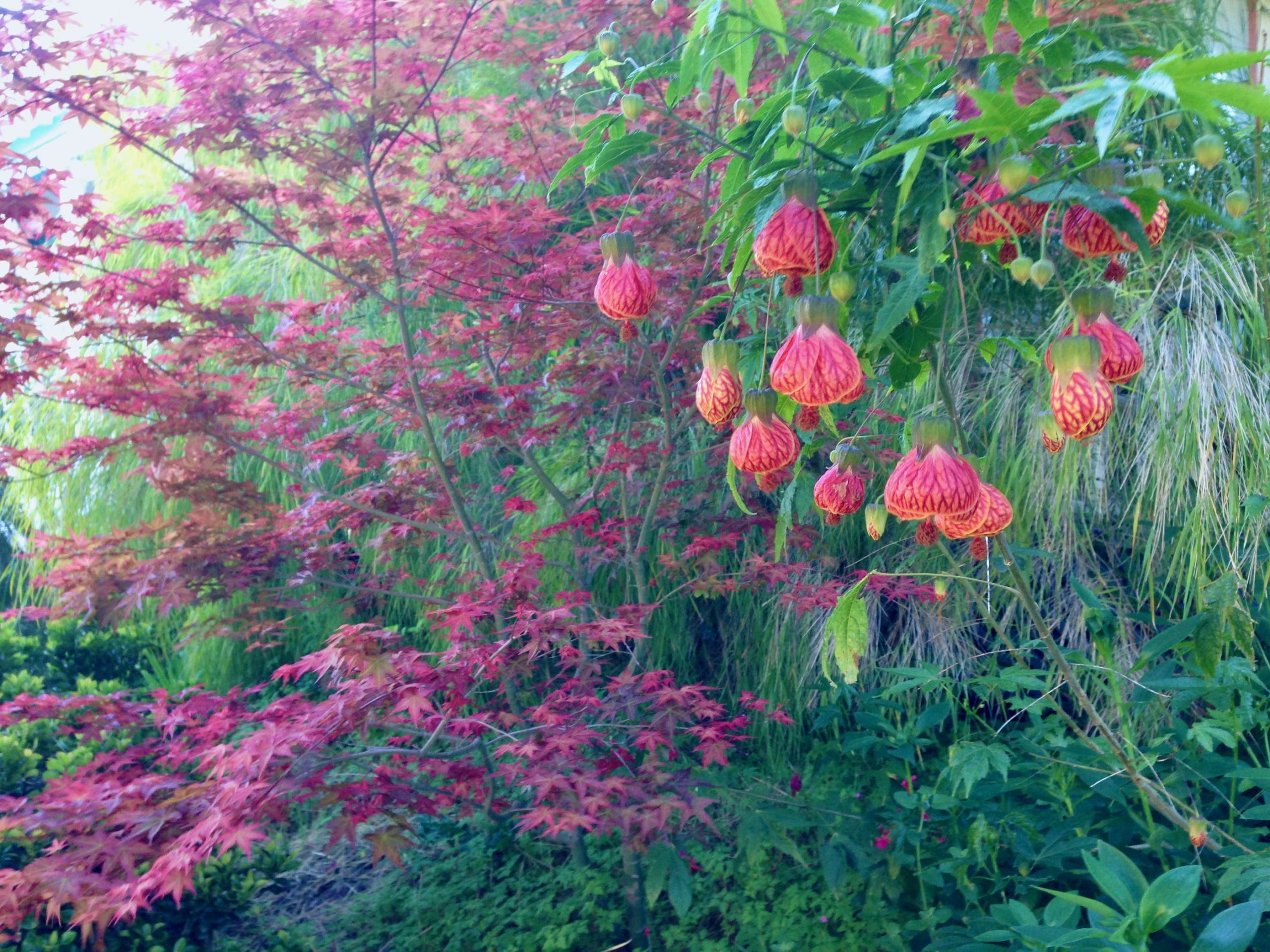 garden with green thin leaves, purple flowers, red dangling flowers